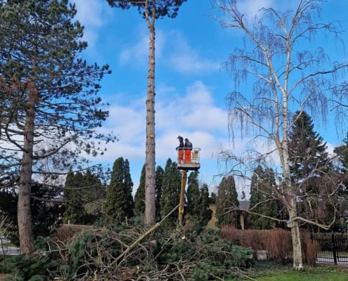 Topkapning af højt træ ved hjælp af lift