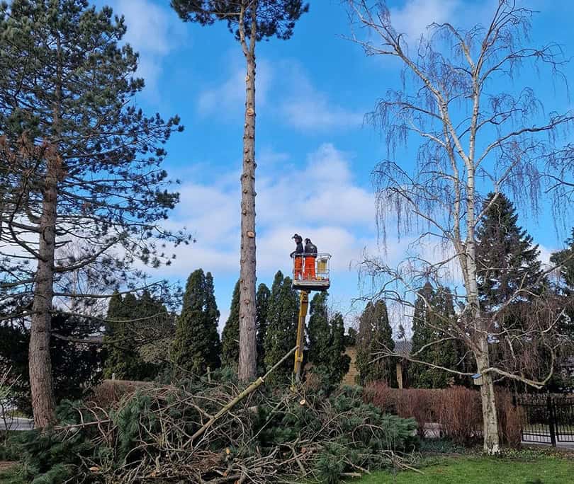 Topkapning af højt træ ved hjælp af lift
