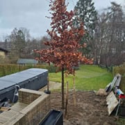 Beskyttelse af nyplantet træ under anlægsarbejde