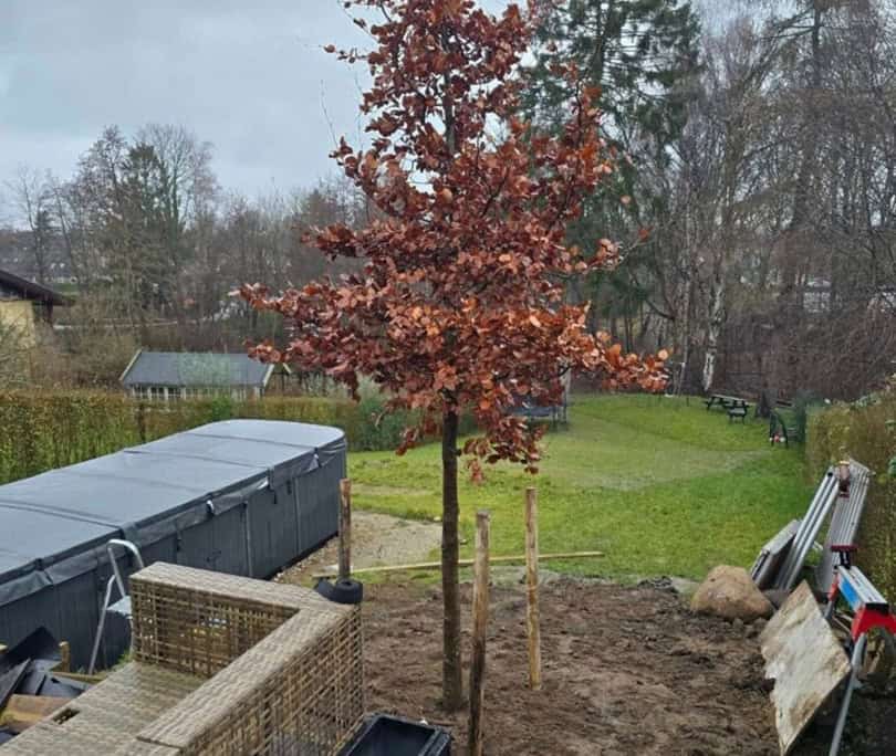 476112021_122195394848164062_2267938762787571778_n-768x1024 Beskyttelse af nyplantet træ under anlægsarbejde