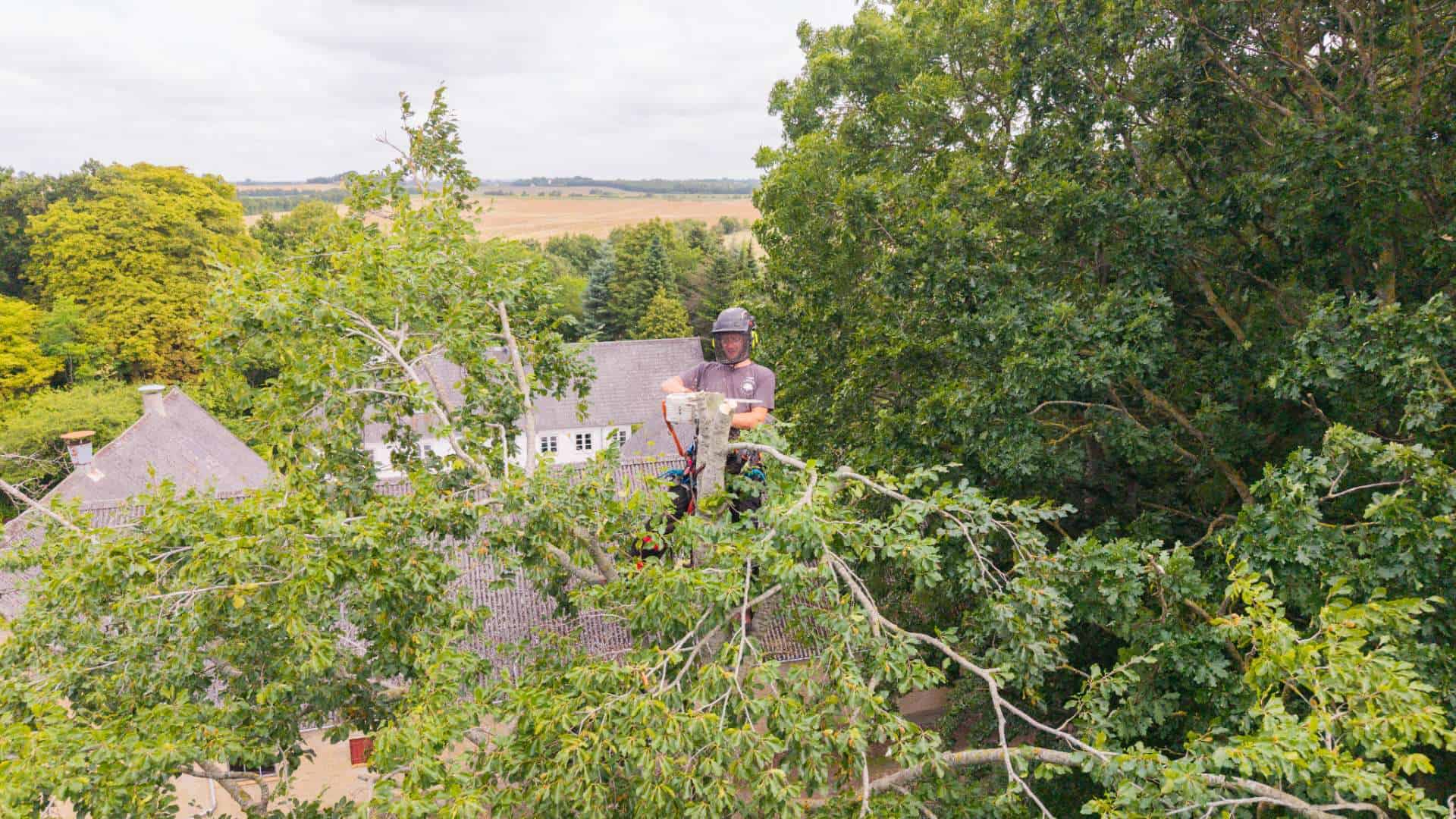 Topkapning og fældning af træer udført af HR Naturpleje